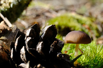 Wiosenny mały grzyb - szyszkówka (Strobilurus) © Iwona