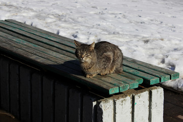 A cat with a gray cane color sits on a green bench, basking in the spring sun.