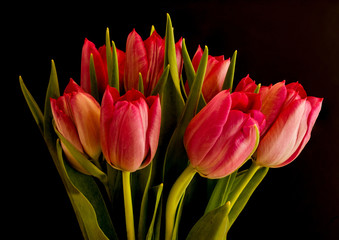 Red Tulips