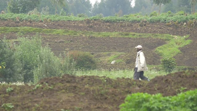 Agriculture Field In Rwanda