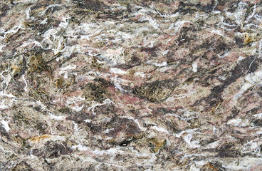 Laesoe / Denmark: Dense carpet of washed up seaweed and algae on the beach at Bloeden Hale in April