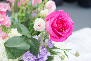 pink rose