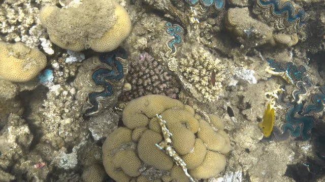 Maxima clam (Tridacna maxima) at the coral reef, 4K ultra hd video clip