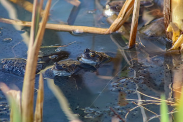 Fototapeta na wymiar frogs and spawn