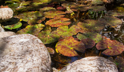 lake full of waterlily