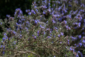 lavander herb bush