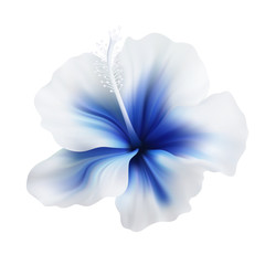 Realistic hibiscus. The symbol of rare elegant beauty.