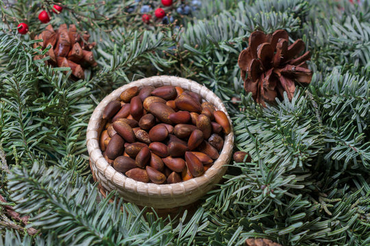 Pine nuts surrounded by green fur leaves and decorative pine cones