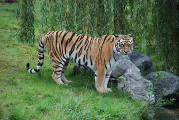 Naklejka na ściany i meble tiger cat zoo