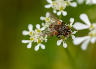 fly on tiny flowers