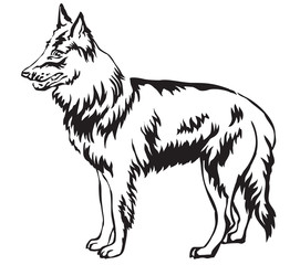 Naklejka premium Decorative standing portrait of Belgian Shepherd vector illustration