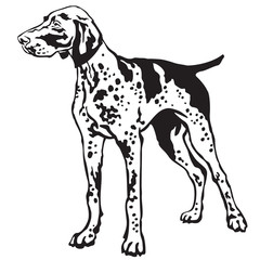 Decorative standing portrait of German Shorthaired Pointer vector illustration