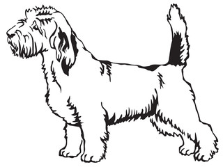 Decorative standing portrait of Petit Basset Griffon Vendeen vector illustration