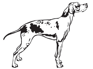 Decorative standing portrait of Pointer vector illustration