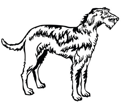 Decorative standing portrait of Irish Wolfhound vector illustration