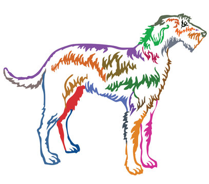 Colorful decorative standing portrait of Irish Wolfhound vector illustration