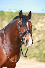 Horse, Freiberg (Equus ferus caballus) swiss draft horse, close-up head..