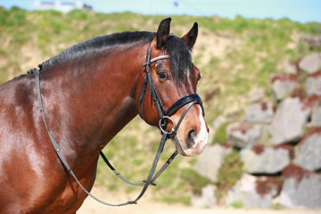 Freiberger, horse, Equus ferus caballus in portraits Close-up of neck and head, looking to camera..