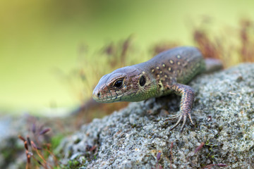 Sand lizard - Lacerta agilis