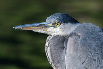 Grey heron, Ardea cinerea