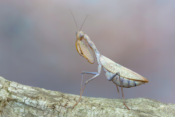 praying mantis - Sphodromantis sp.