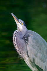 Grey heron, Ardea cinerea