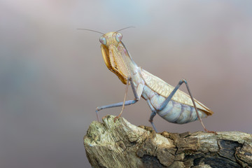 praying mantis - Sphodromantis sp.