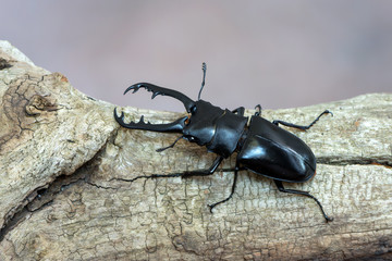 Giraffe Stag-Beetle - Prosopocoilus giraffa keisukei