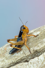 The migratory locust - Locusta migratoria