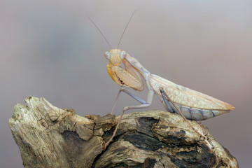 praying mantis - Sphodromantis sp.