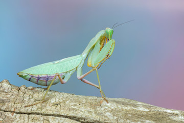 praying mantis - Sphodromantis sp.