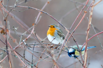 Robin (Erithacus rubecula).
