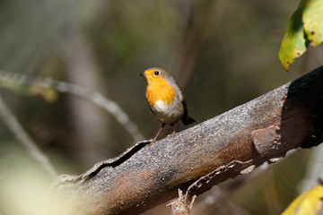 Robin (Erithacus rubecula).