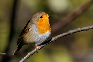 Fototapeta premium Robin (Erithacus rubecula).