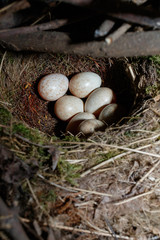 Robin (Erithacus rubecula).