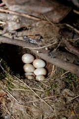 Robin (Erithacus rubecula).