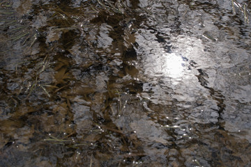 Sonnenlicht welches sich in einem Teich spiegelt