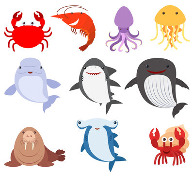 Many types of sea creatures