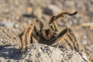 tarantula chilena, araña pollito