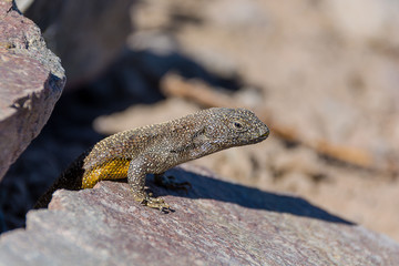 lagartija de bell