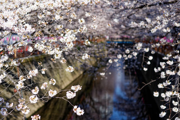Meguro river, Sakura