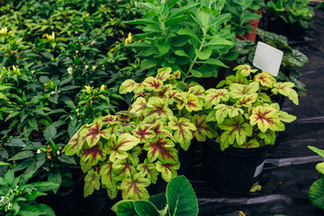Growing of Heucherella and other plants in greenhouse. 