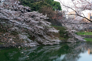 Japanese sakura