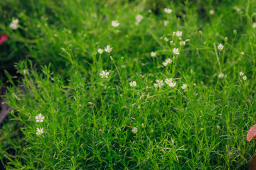 Heath pearlwort lawn (Sagina subulata) grown at greenhouse, close-up view