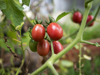 Tomatos