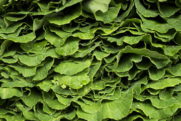 Fototapeta premium Vegetables