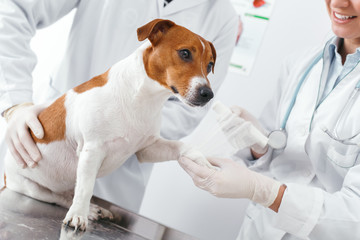 Fracture of the paw of the dog, impose a plaster