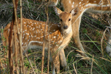 Jeleń axis (Axis axis) © Adam