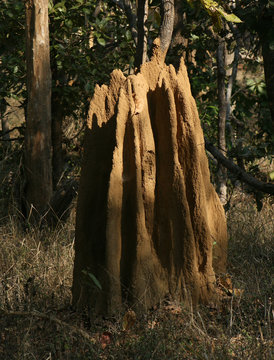 Termitiera, Indie, Kanha National Park