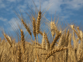 Obraz premium Wheat field